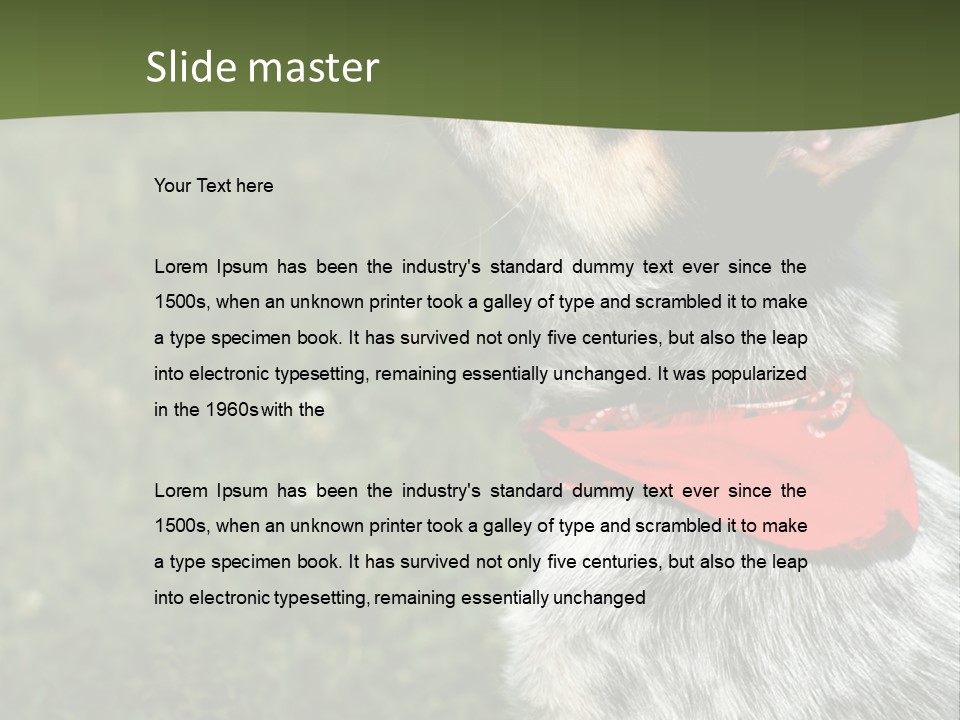 8 Week Old Blue Heeler Puppy Dog PowerPoint Template