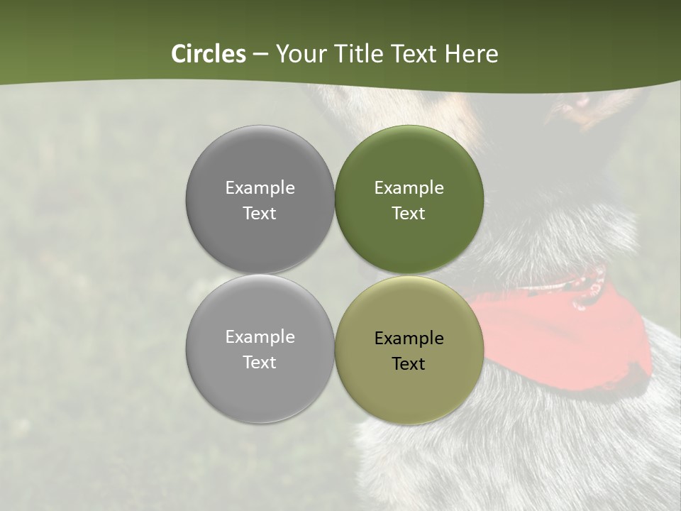 8 Week Old Blue Heeler Puppy Dog PowerPoint Template