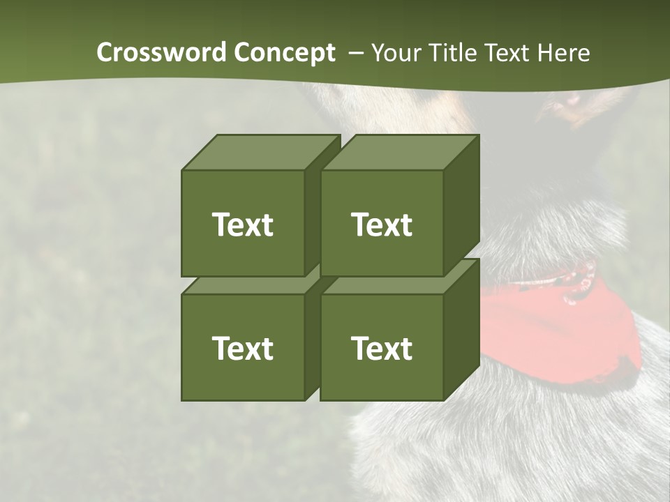 8 Week Old Blue Heeler Puppy Dog PowerPoint Template