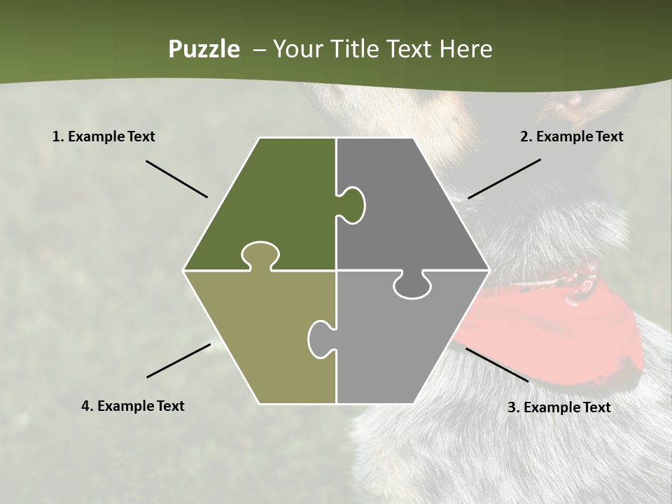 8 Week Old Blue Heeler Puppy Dog PowerPoint Template