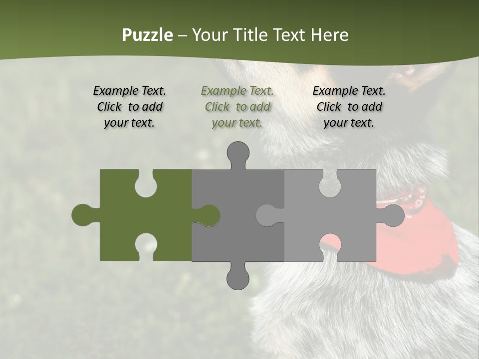 8 Week Old Blue Heeler Puppy Dog PowerPoint Template