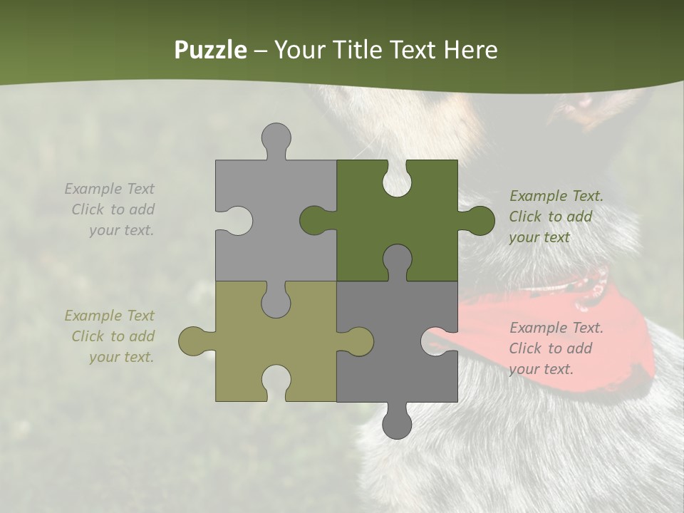 8 Week Old Blue Heeler Puppy Dog PowerPoint Template