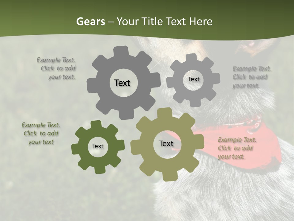 8 Week Old Blue Heeler Puppy Dog PowerPoint Template