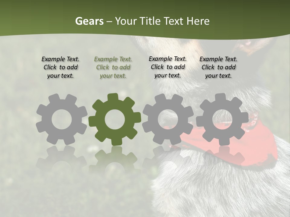 8 Week Old Blue Heeler Puppy Dog PowerPoint Template