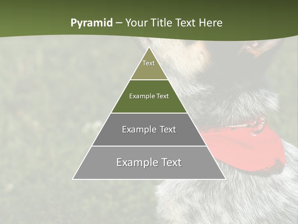 8 Week Old Blue Heeler Puppy Dog PowerPoint Template