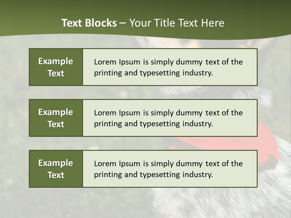 8 Week Old Blue Heeler Puppy Dog PowerPoint Template
