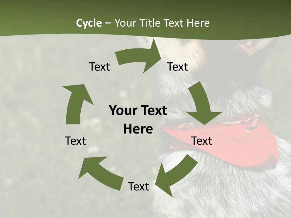 8 Week Old Blue Heeler Puppy Dog PowerPoint Template