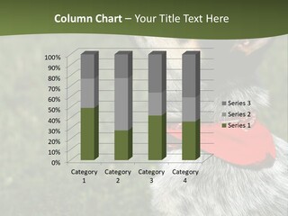 8 Week Old Blue Heeler Puppy Dog PowerPoint Template