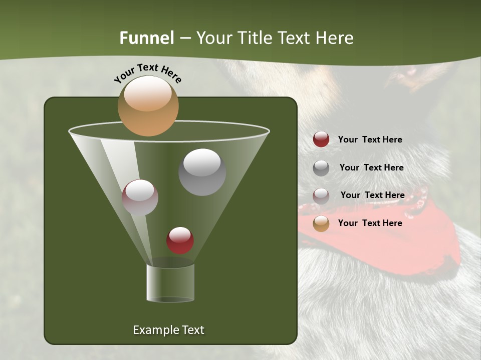 8 Week Old Blue Heeler Puppy Dog PowerPoint Template