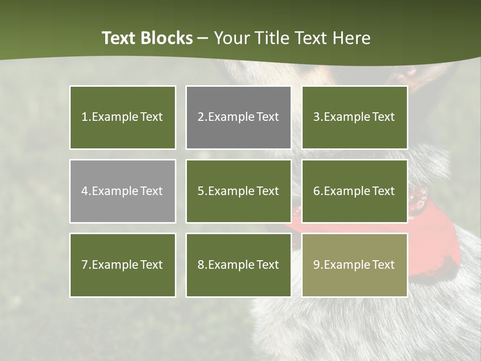 8 Week Old Blue Heeler Puppy Dog PowerPoint Template