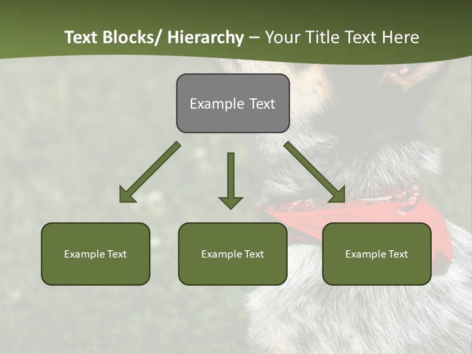 8 Week Old Blue Heeler Puppy Dog PowerPoint Template