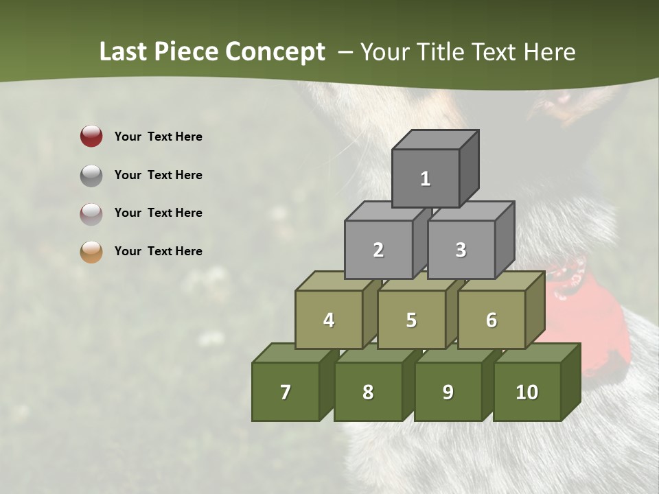 8 Week Old Blue Heeler Puppy Dog PowerPoint Template