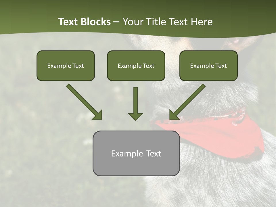 8 Week Old Blue Heeler Puppy Dog PowerPoint Template
