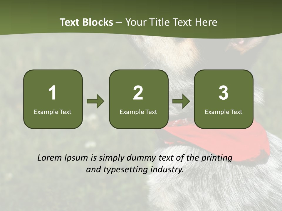 8 Week Old Blue Heeler Puppy Dog PowerPoint Template