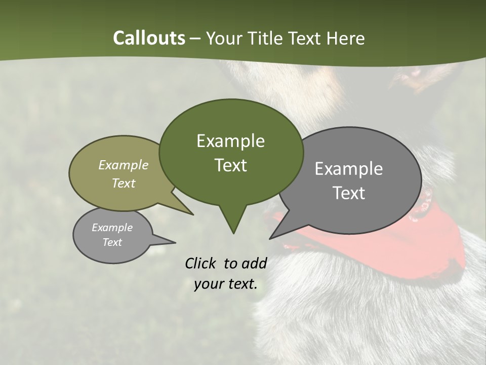 8 Week Old Blue Heeler Puppy Dog PowerPoint Template