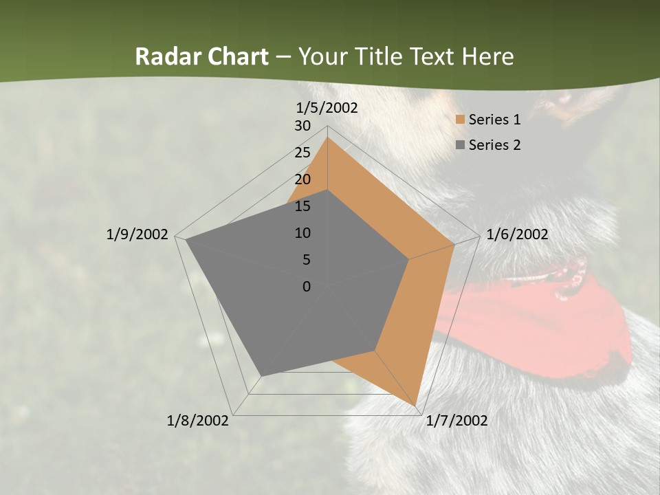 8 Week Old Blue Heeler Puppy Dog PowerPoint Template