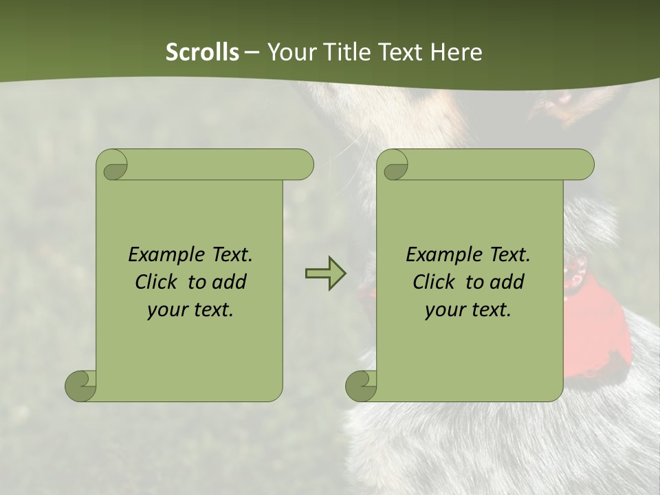 8 Week Old Blue Heeler Puppy Dog PowerPoint Template