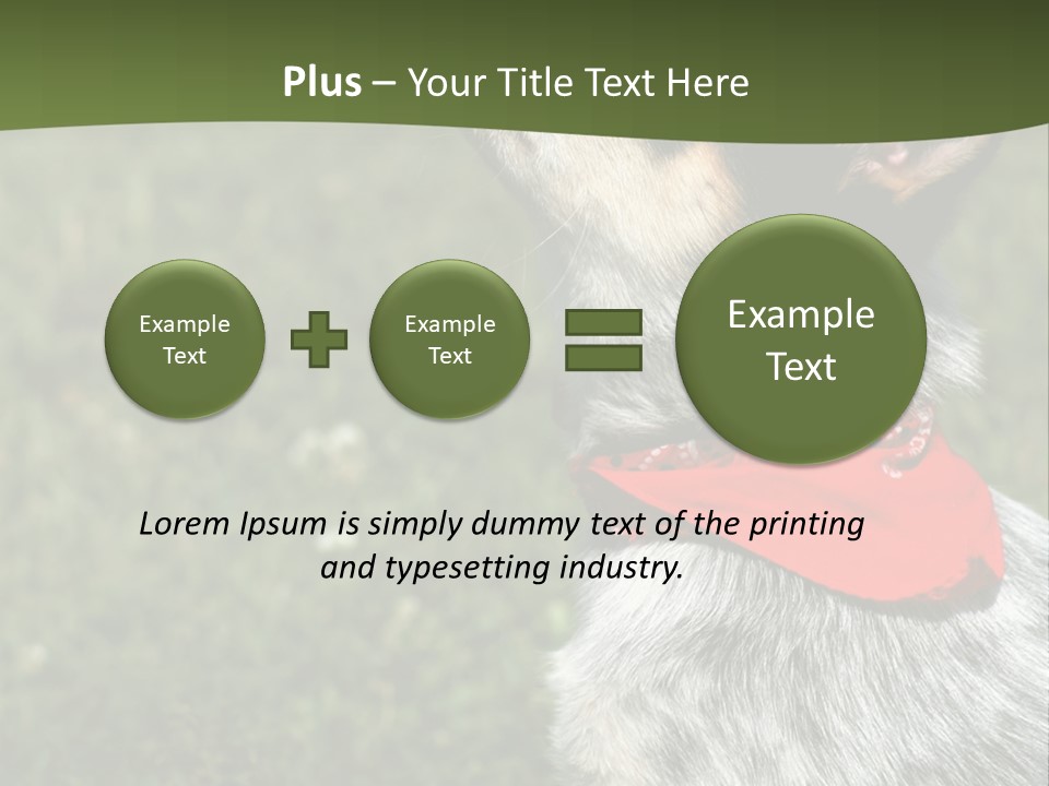 8 Week Old Blue Heeler Puppy Dog PowerPoint Template