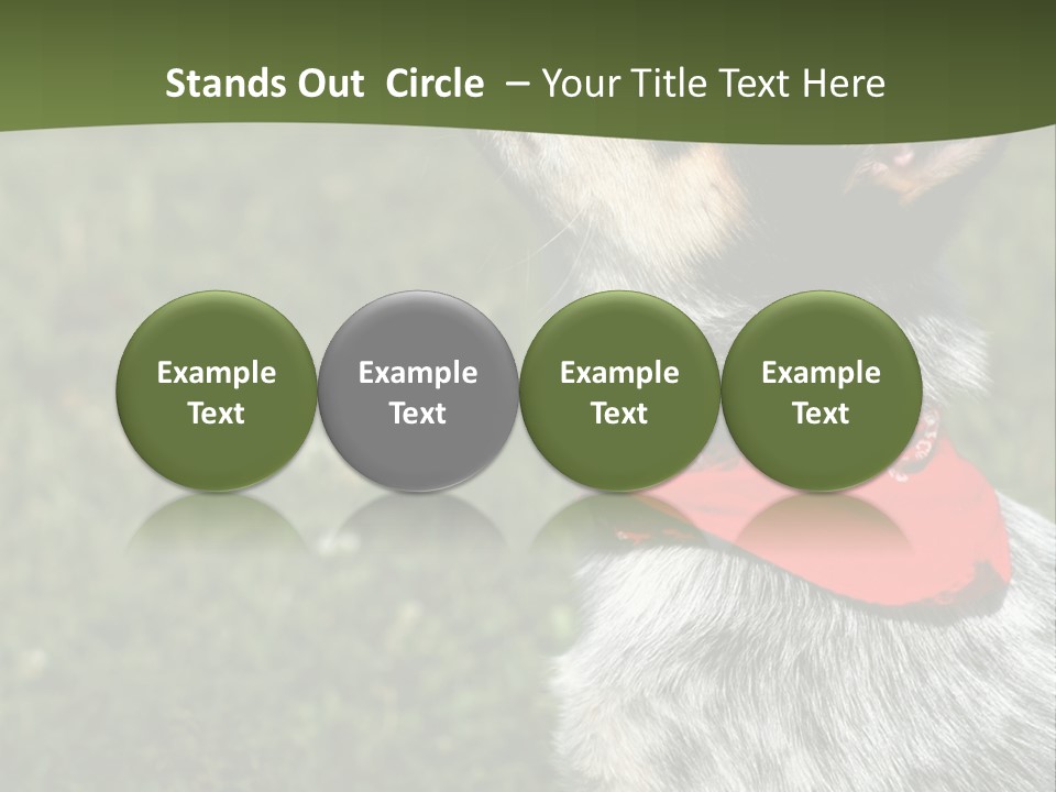 8 Week Old Blue Heeler Puppy Dog PowerPoint Template