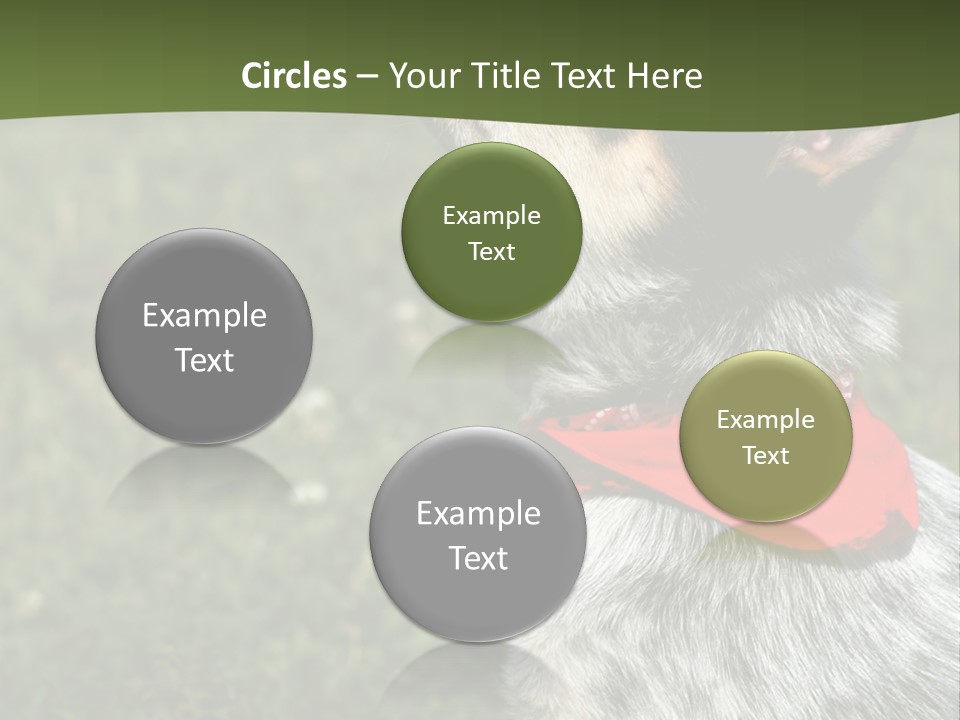 8 Week Old Blue Heeler Puppy Dog PowerPoint Template