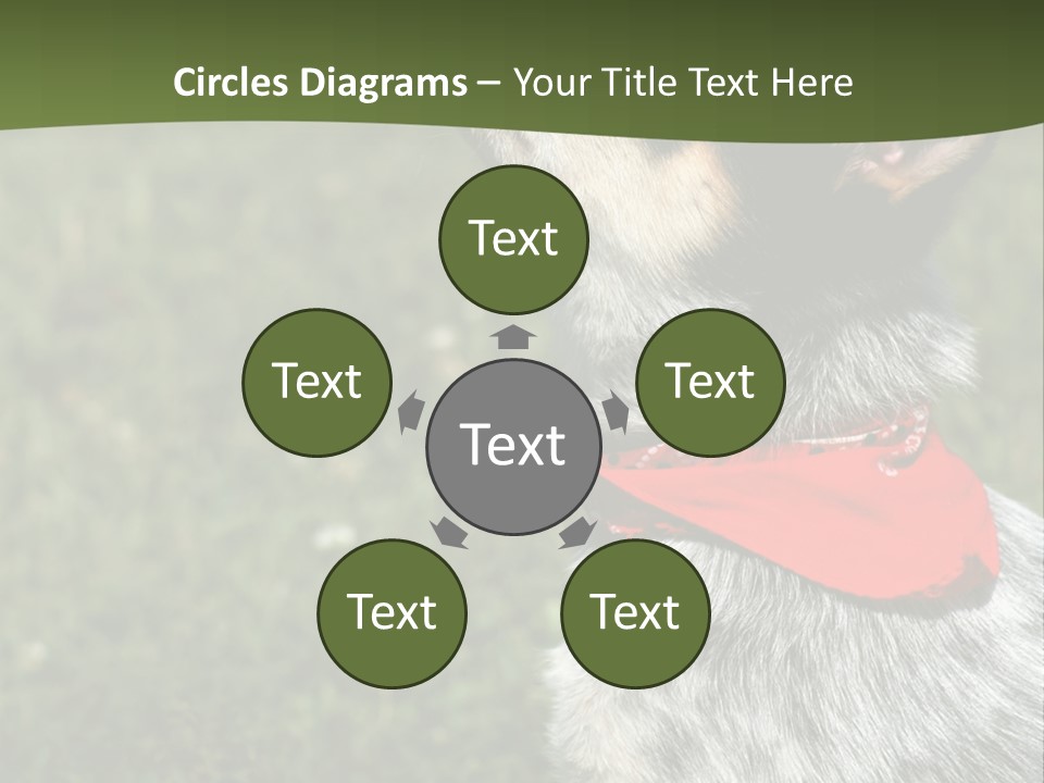 8 Week Old Blue Heeler Puppy Dog PowerPoint Template