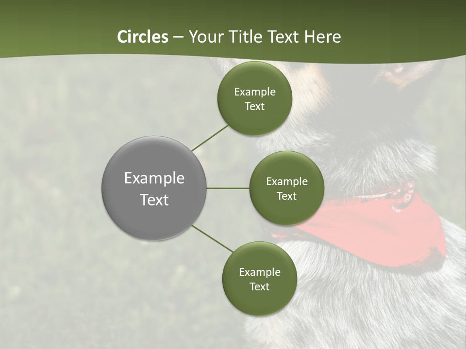 8 Week Old Blue Heeler Puppy Dog PowerPoint Template