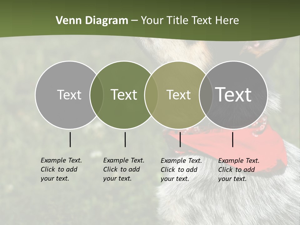 8 Week Old Blue Heeler Puppy Dog PowerPoint Template