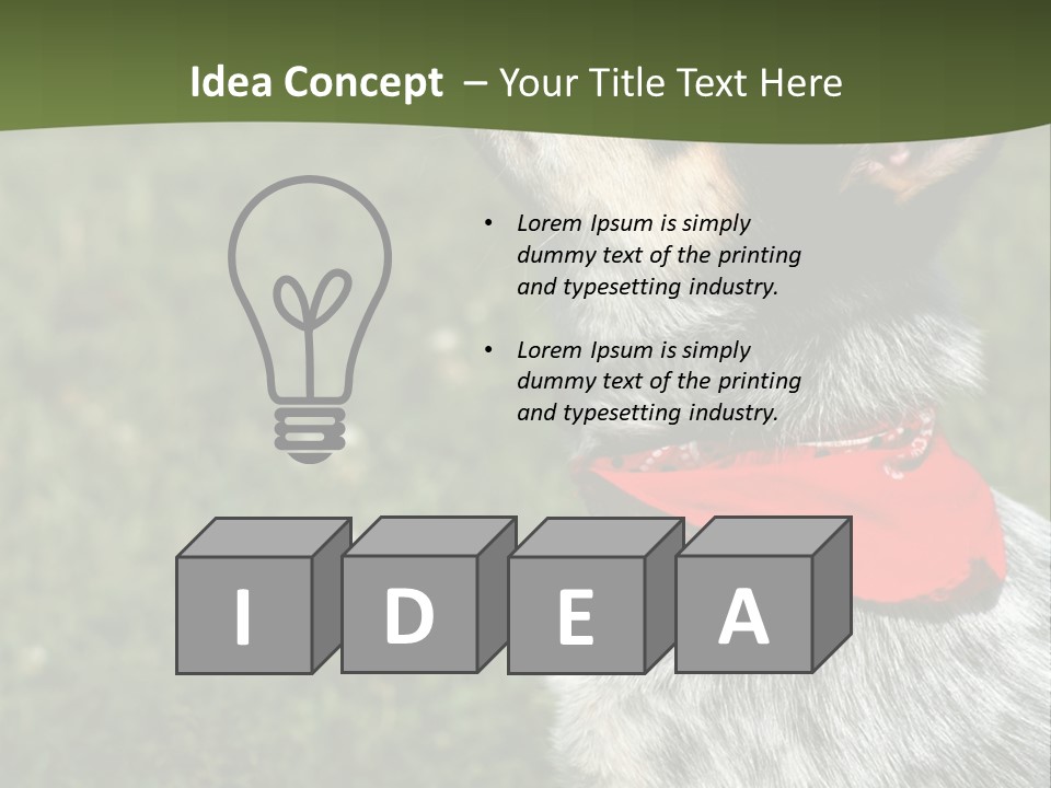 8 Week Old Blue Heeler Puppy Dog PowerPoint Template