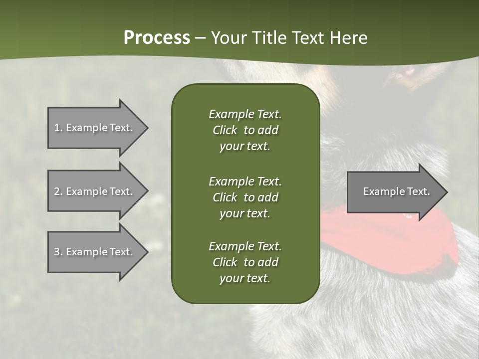 8 Week Old Blue Heeler Puppy Dog PowerPoint Template