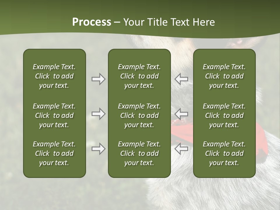 8 Week Old Blue Heeler Puppy Dog PowerPoint Template