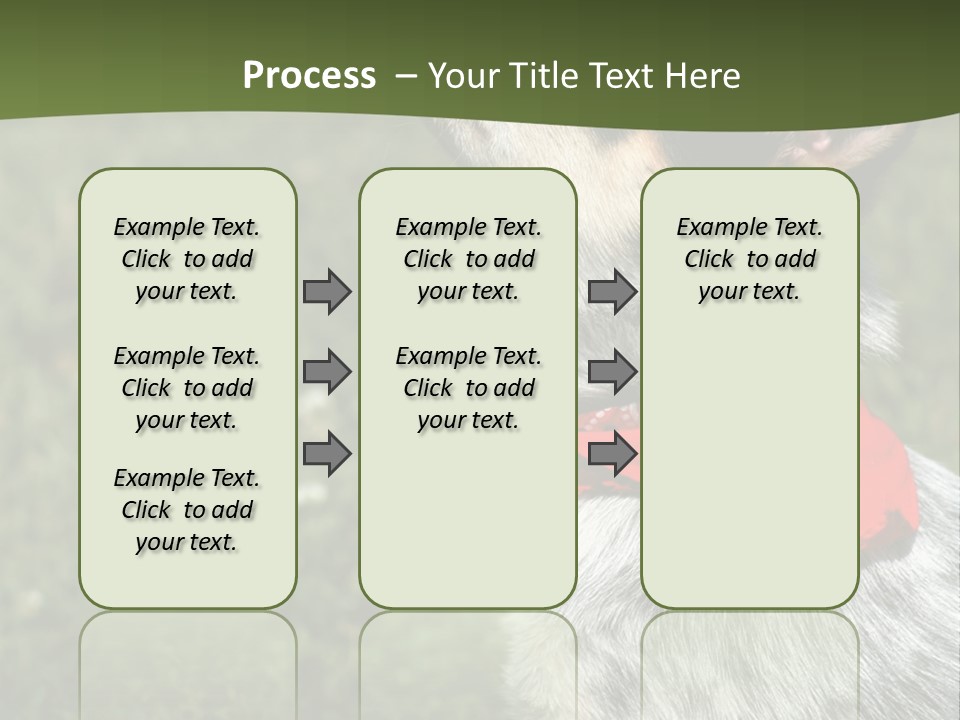 8 Week Old Blue Heeler Puppy Dog PowerPoint Template