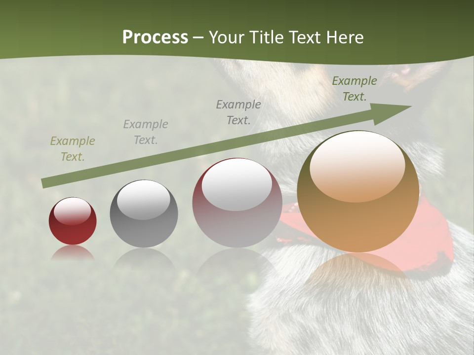 8 Week Old Blue Heeler Puppy Dog PowerPoint Template