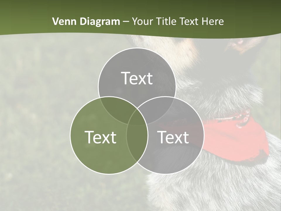 8 Week Old Blue Heeler Puppy Dog PowerPoint Template