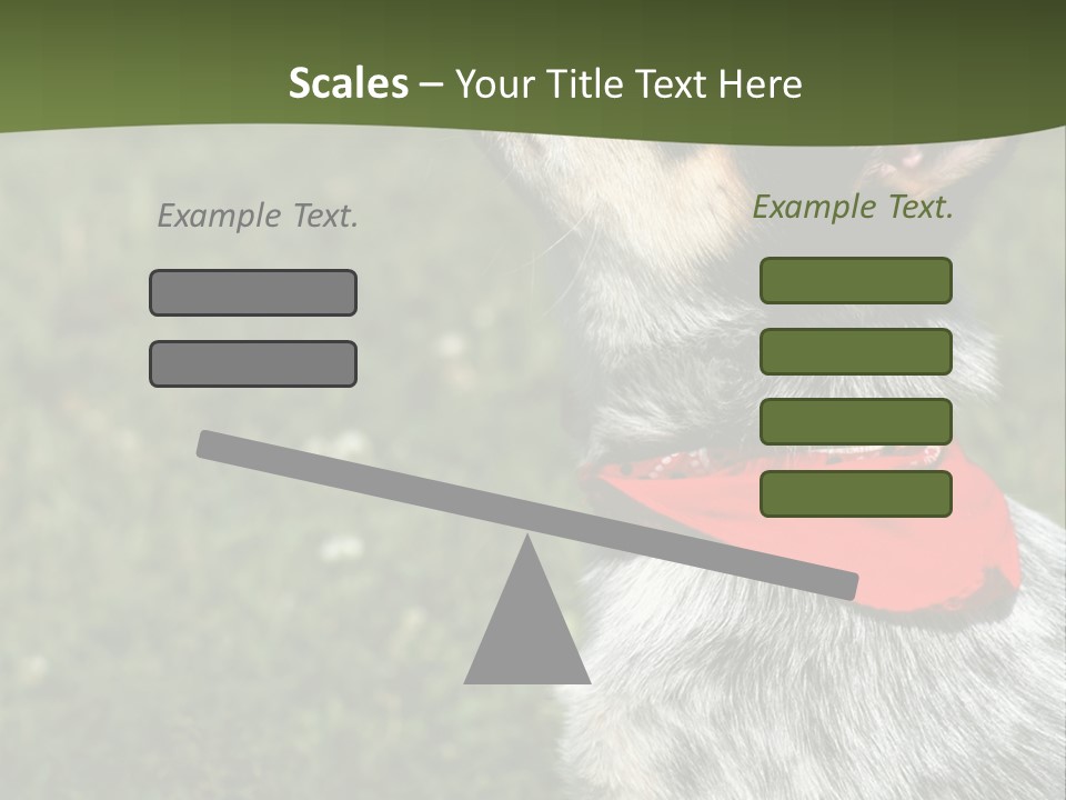 8 Week Old Blue Heeler Puppy Dog PowerPoint Template