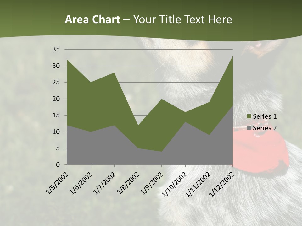 8 Week Old Blue Heeler Puppy Dog PowerPoint Template