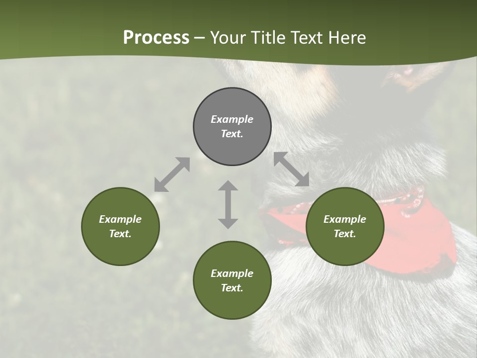 8 Week Old Blue Heeler Puppy Dog PowerPoint Template