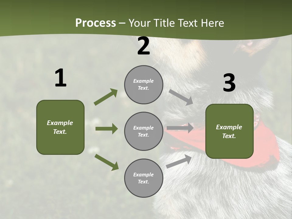 8 Week Old Blue Heeler Puppy Dog PowerPoint Template