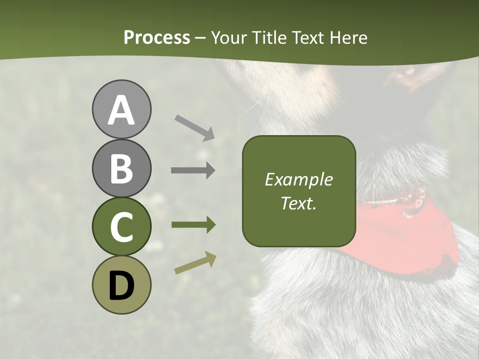 8 Week Old Blue Heeler Puppy Dog PowerPoint Template