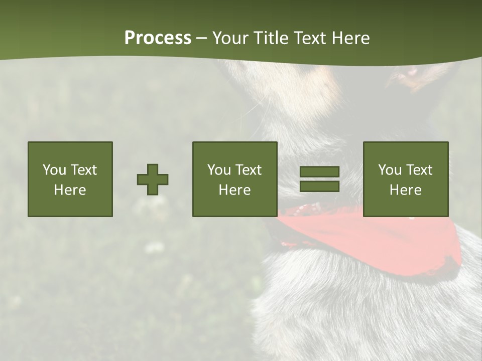 8 Week Old Blue Heeler Puppy Dog PowerPoint Template