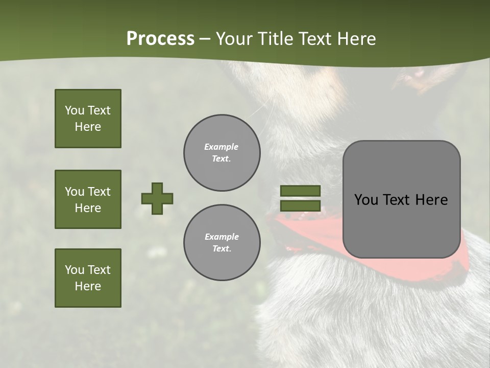 8 Week Old Blue Heeler Puppy Dog PowerPoint Template