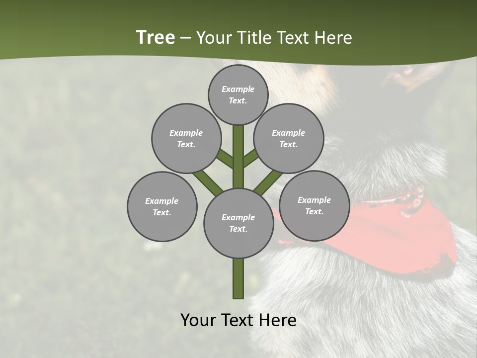 8 Week Old Blue Heeler Puppy Dog PowerPoint Template