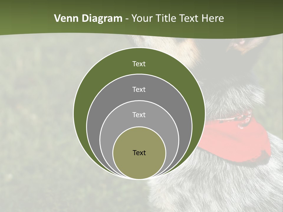 8 Week Old Blue Heeler Puppy Dog PowerPoint Template