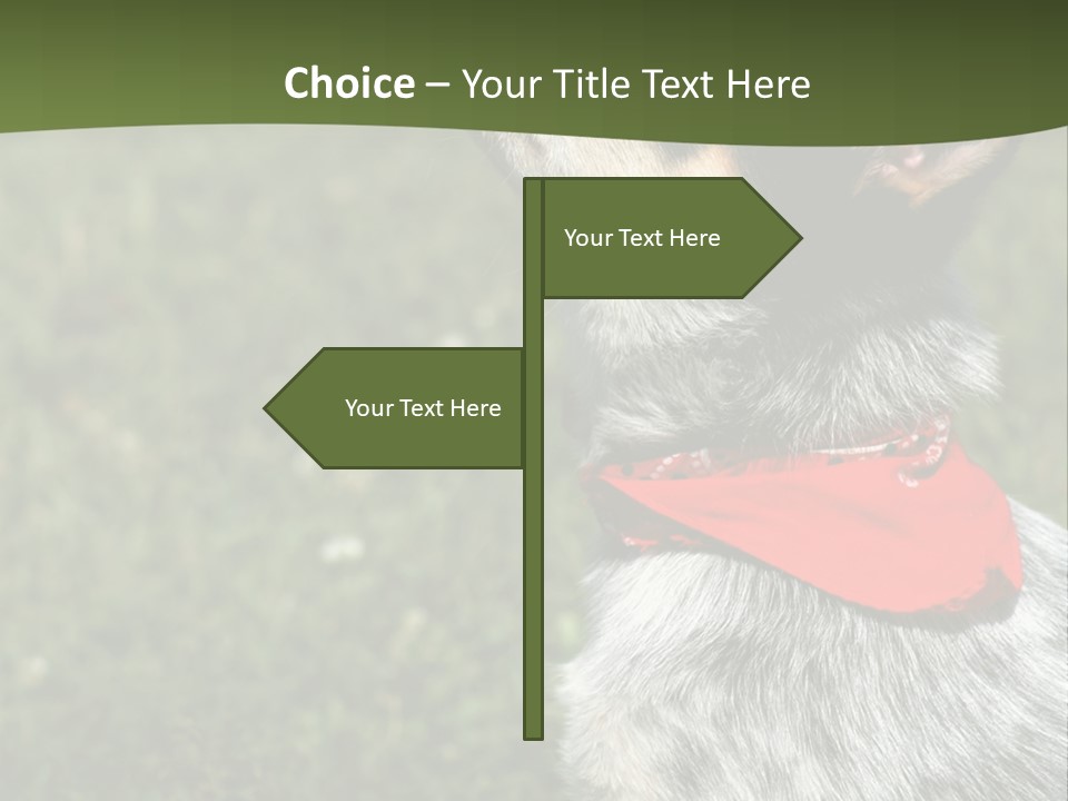 8 Week Old Blue Heeler Puppy Dog PowerPoint Template