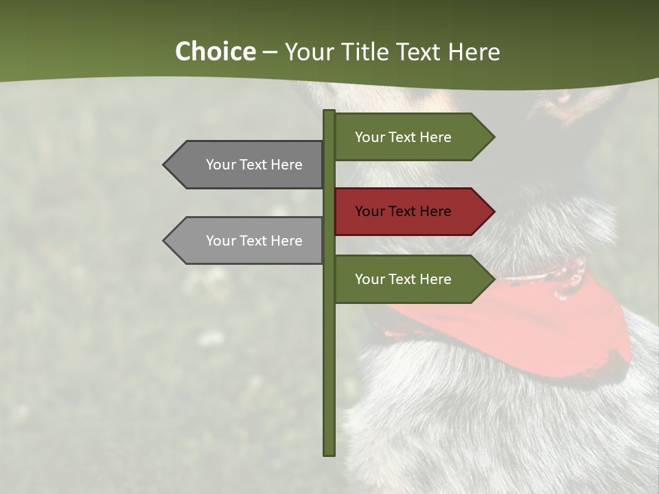 8 Week Old Blue Heeler Puppy Dog PowerPoint Template