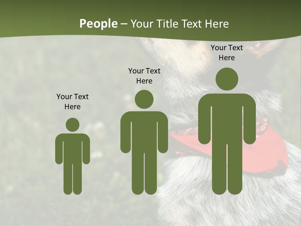 8 Week Old Blue Heeler Puppy Dog PowerPoint Template