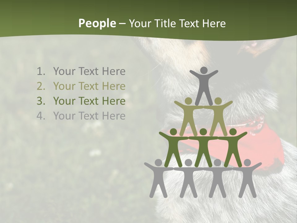 8 Week Old Blue Heeler Puppy Dog PowerPoint Template