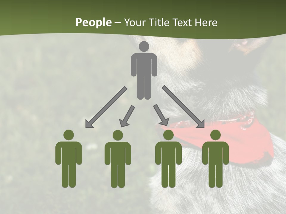 8 Week Old Blue Heeler Puppy Dog PowerPoint Template