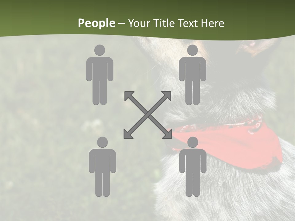 8 Week Old Blue Heeler Puppy Dog PowerPoint Template