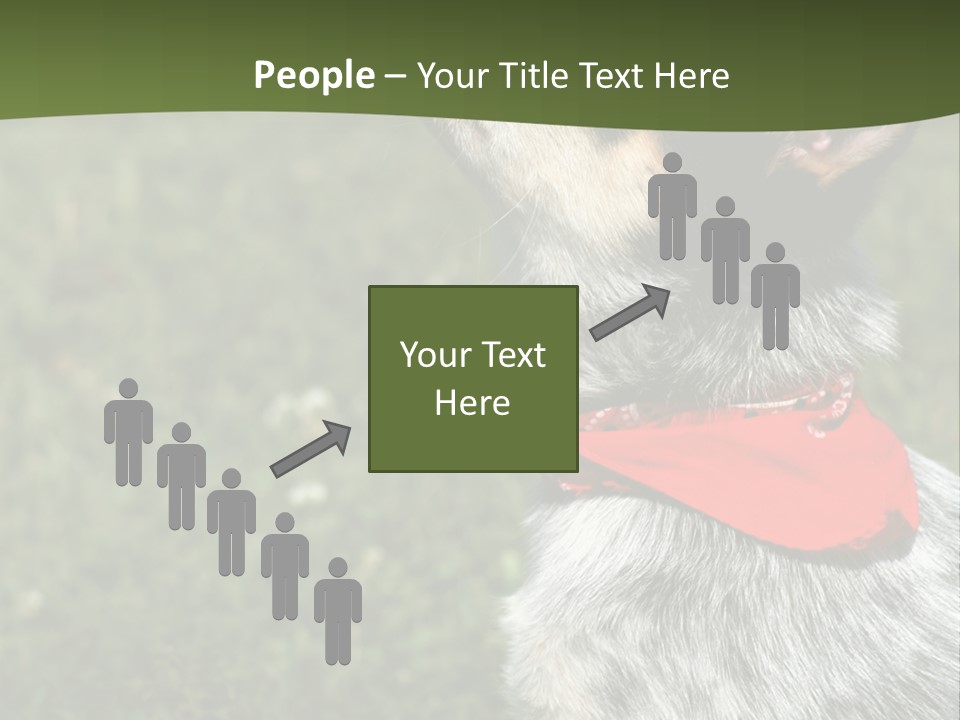 8 Week Old Blue Heeler Puppy Dog PowerPoint Template