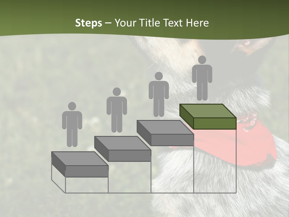 8 Week Old Blue Heeler Puppy Dog PowerPoint Template